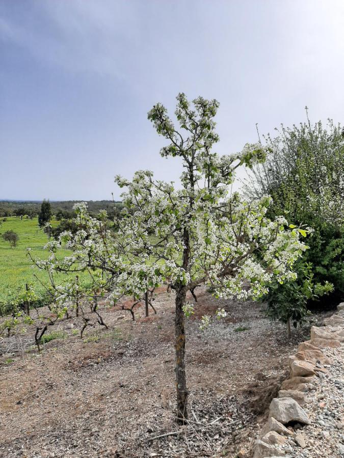 São Bartolomeu da Serra Monte Da Casa Branca By Hi Alentejo 빌라 외부 사진